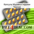 Капсула Муравья Африки Черная cialis2